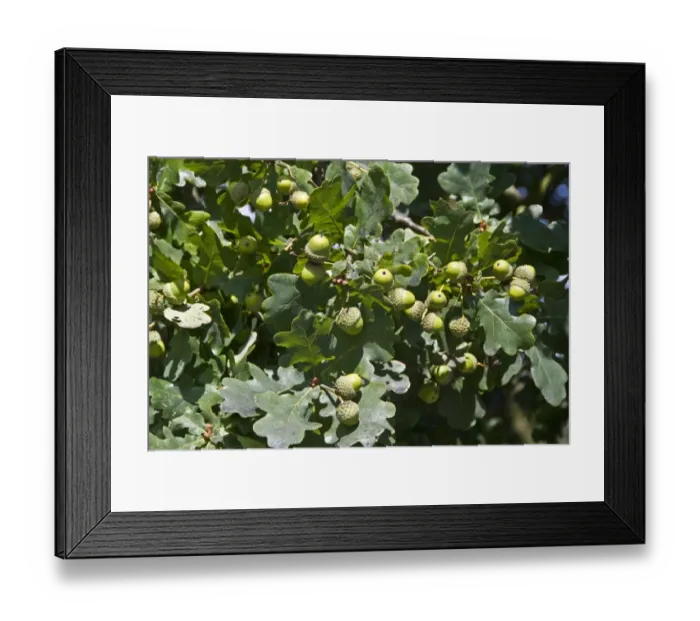 Framed Print : English Oak acorns and leaves Framed Print : English Oak acorns and leaves