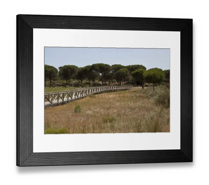 Framed Print : Board walk over marsh habitat, Coto Donana National Park, Spain Framed Print : Board walk over marsh habitat, Coto Donana National Park, Spain