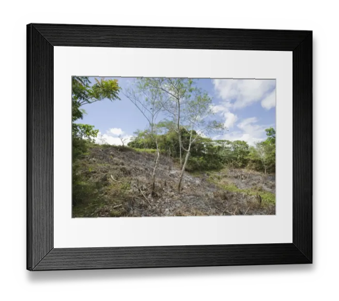 Framed Print : Slash and burn forest clearance, Alcoy Forest, Cebu Island, Philippines Framed Print : Slash and burn forest clearance, Alcoy Forest, Cebu Island, Philippines