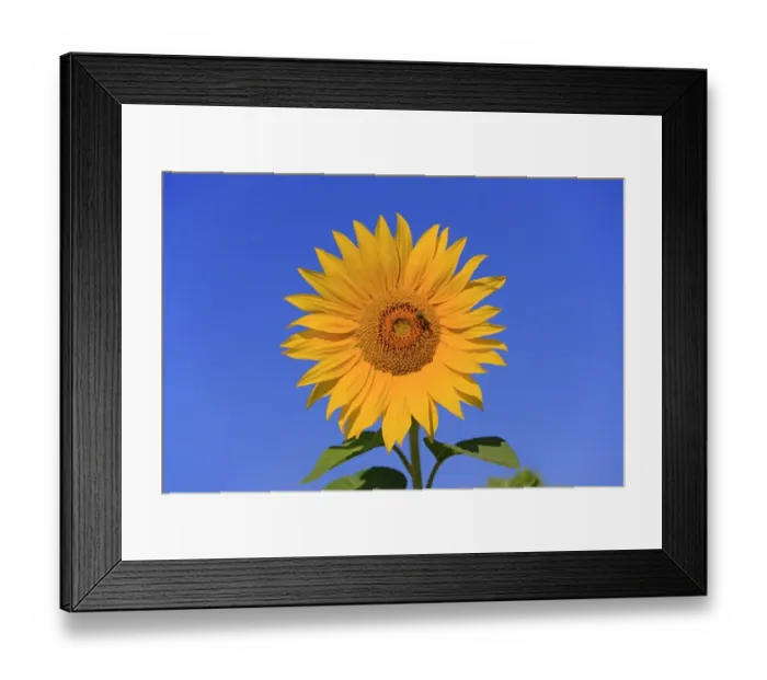 Framed Print : Sunflower (Helianthus sp. ) close-up of flower, with Western Honey Bee (Apis mellifera) worker, collecting pollen Framed Print : Sunflower (Helianthus sp. ) close-up of flower, with Western Honey Bee (Apis mellifera) worker, collecting pollen