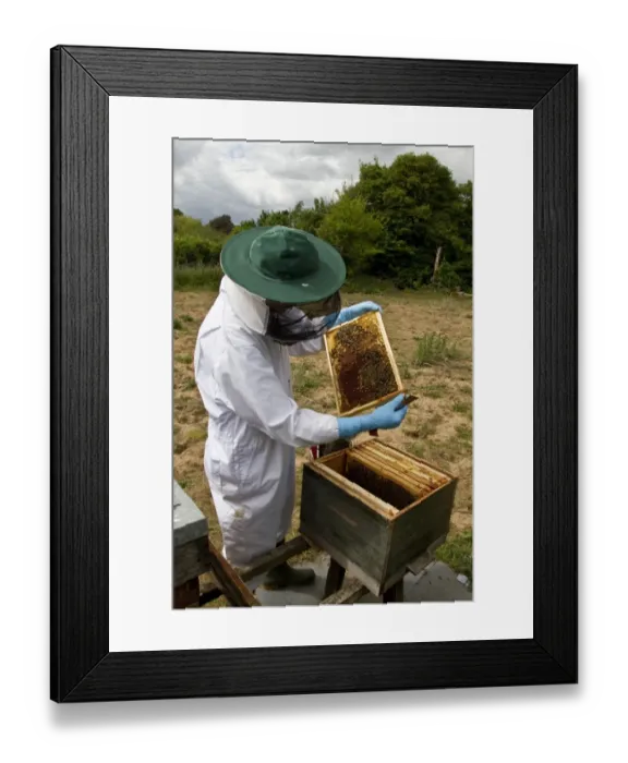 Framed Print : Beekeeper inspecting Worker honey bees tending larva cells from the brood box part of the hive Framed Print : Beekeeper inspecting Worker honey bees tending larva cells from the brood box part of the hive