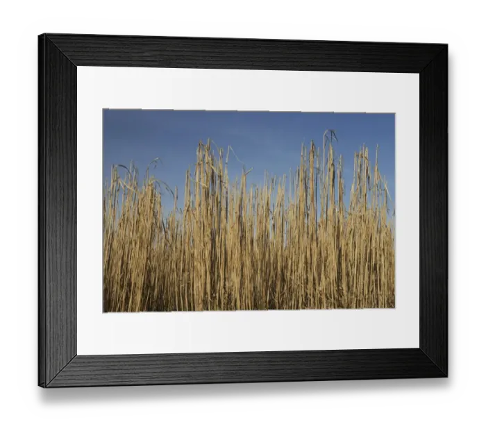 Framed Print : Elephant Grass (Miscanthus x giganteus) bio-fuel crop, Shropshire, England Framed Print : Elephant Grass (Miscanthus x giganteus) bio-fuel crop, Shropshire, England