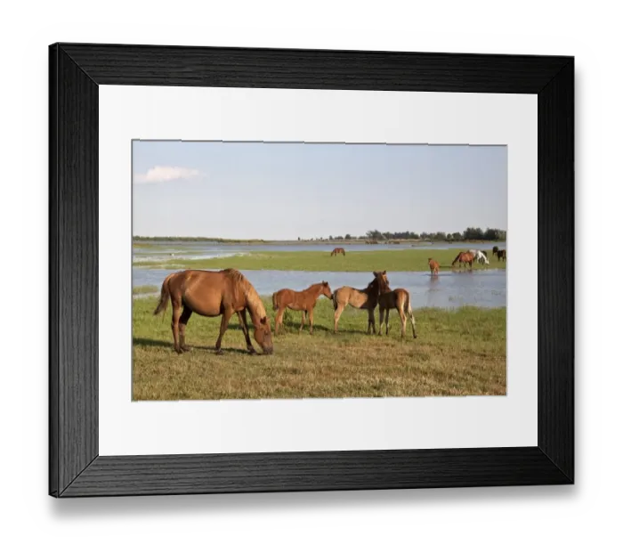 Framed Print : Wild Andalusian horse roam marshes at El Rocio Framed Print : Wild Andalusian horse roam marshes at El Rocio