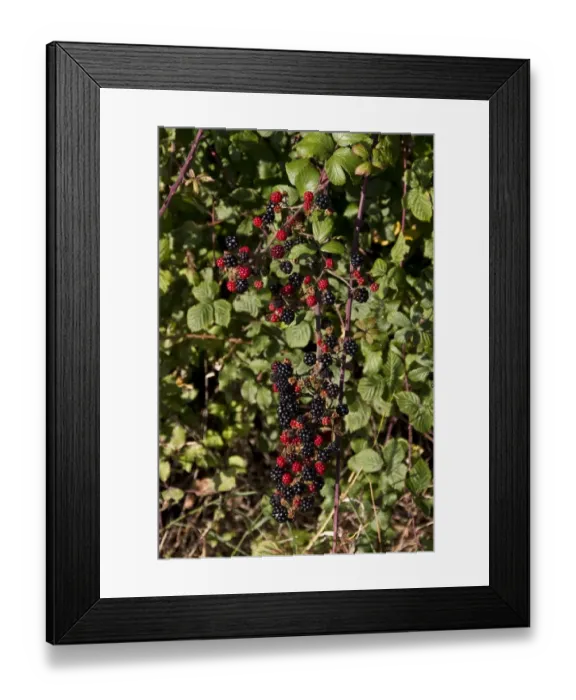 Framed Print : Bramble - blackberry autumn fruits Framed Print : Bramble - blackberry autumn fruits
