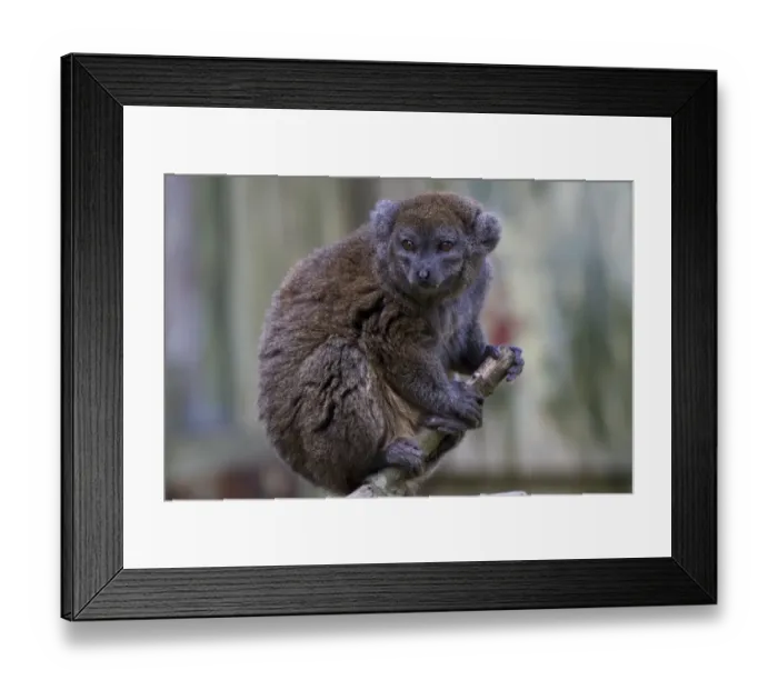 Framed Print : Lac Alaotran Gentle Lemur also called Bandro Framed Print : Lac Alaotran Gentle Lemur also called Bandro