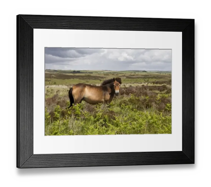 Framed Print : The Exmoor pony is a horse breed native to the British Isles, where some still roam as semi-feral livestock on Exmoor
