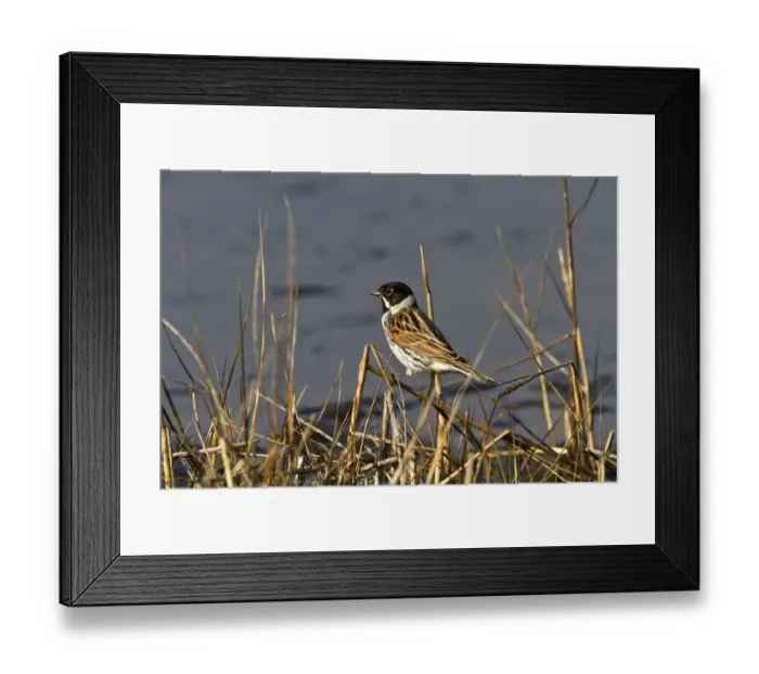 Framed Print : Male Common Reed Bunting at Minsmere Suffolk Framed Print : Male Common Reed Bunting at Minsmere Suffolk