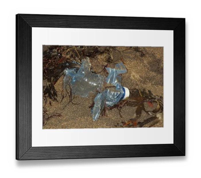 Framed Print : Plastic bottle breaking down on beach strandline, Bude, Cornwall, England, january Framed Print : Plastic bottle breaking down on beach strandline, Bude, Cornwall, England, january