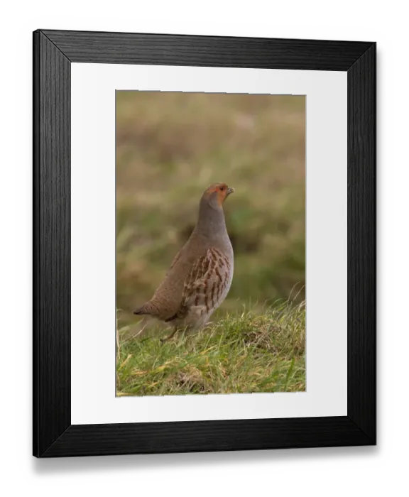 Framed Print : Adult male Grey Partridge standing on grass cover - North Norfolk