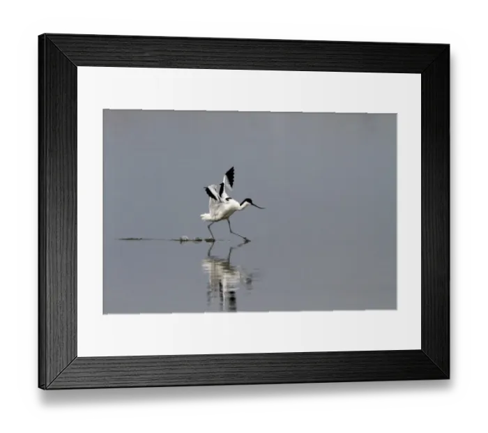 Framed Print : Common Snipe (Gallinago gallinago) adult, standing on post, Iceland, June Framed Print : Common Snipe (Gallinago gallinago) adult, standing on post, Iceland, June