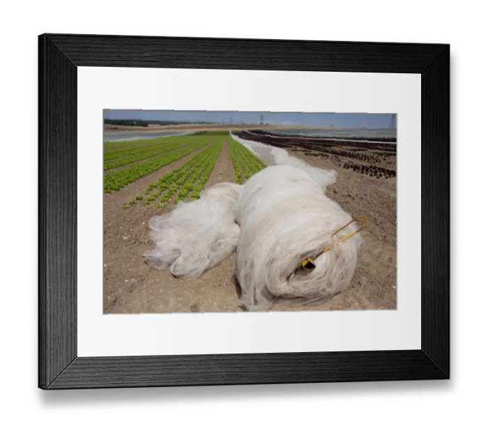 Framed Print : Lettuce (Lactuca sativa) young crop, proteced under netting in field, near Northbourne, Kent, England, july Framed Print : Lettuce (Lactuca sativa) young crop, proteced under netting in field, near Northbourne, Kent, England, july