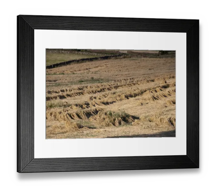 Framed Print : Barley (Hordeum vulgare) crop, flattened by wind and rain, England, august Framed Print : Barley (Hordeum vulgare) crop, flattened by wind and rain, England, august