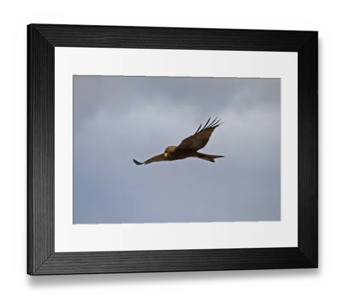 Framed Print : Barn Swallow (Hirundo rustica) adult male, in flight, with full crop to feed young, Norfolk, England, june