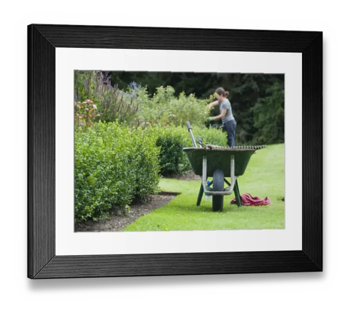 Framed Print : Wheelbarrow on lawn at edge of borders, gardener pruning in background, Middle Claydon, Buckinghamshire, England Framed Print : Wheelbarrow on lawn at edge of borders, gardener pruning in background, Middle Claydon, Buckinghamshire, England