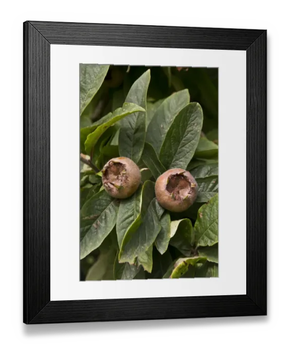 Framed Print : Medlar fruit and leaf Framed Print : Medlar fruit and leaf