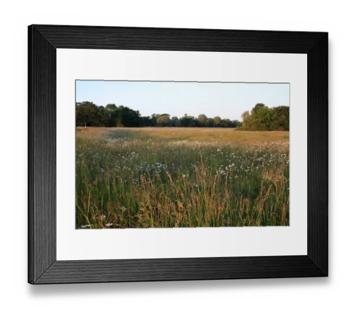 Framed Print : View of pasture with long grass and Ox-eye Daisy (Leucanthemum vulgare) flowering