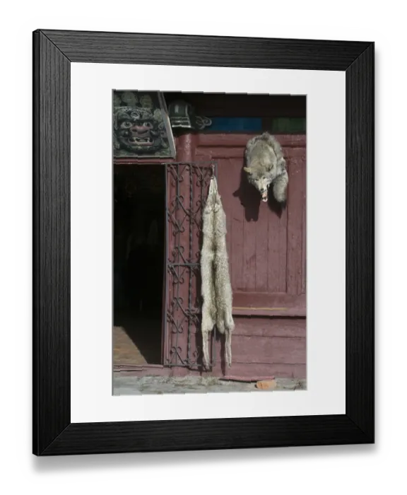 Framed Print : Grey Wolf (Canis lupus) skins, hanging on door, Ulan Bator, Mongolia, september Framed Print : Grey Wolf (Canis lupus) skins, hanging on door, Ulan Bator, Mongolia, september