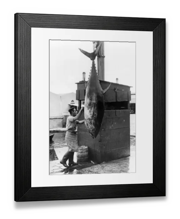 Framed Print : Mattanza tuna fishing, unloading catch on quay, Sicily, Italy, 1958 (Kurt Drost) Framed Print : Mattanza tuna fishing, unloading catch on quay, Sicily, Italy, 1958 (Kurt Drost)