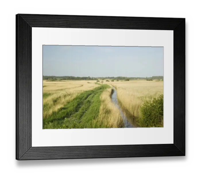 Framed Print : View of reedbed habitat in coastal wetland, Minsmere RSPB Reserve, Suffolk, England, june Framed Print : View of reedbed habitat in coastal wetland, Minsmere RSPB Reserve, Suffolk, England, june