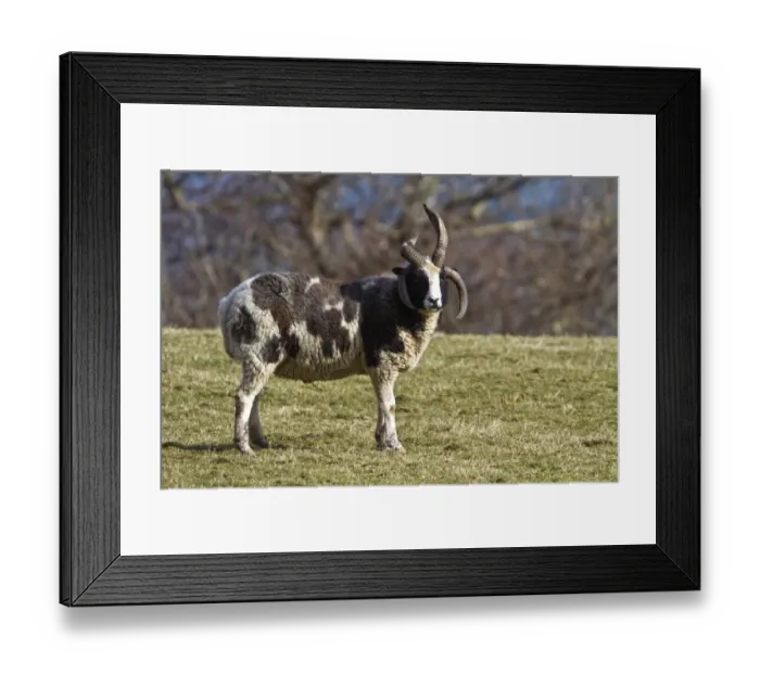Framed Print : The Jacob sheep is a breed of unimproved multihorned sheep, patterned with black and white spots Framed Print : The Jacob sheep is a breed of unimproved multihorned sheep, patterned with black and white spots
