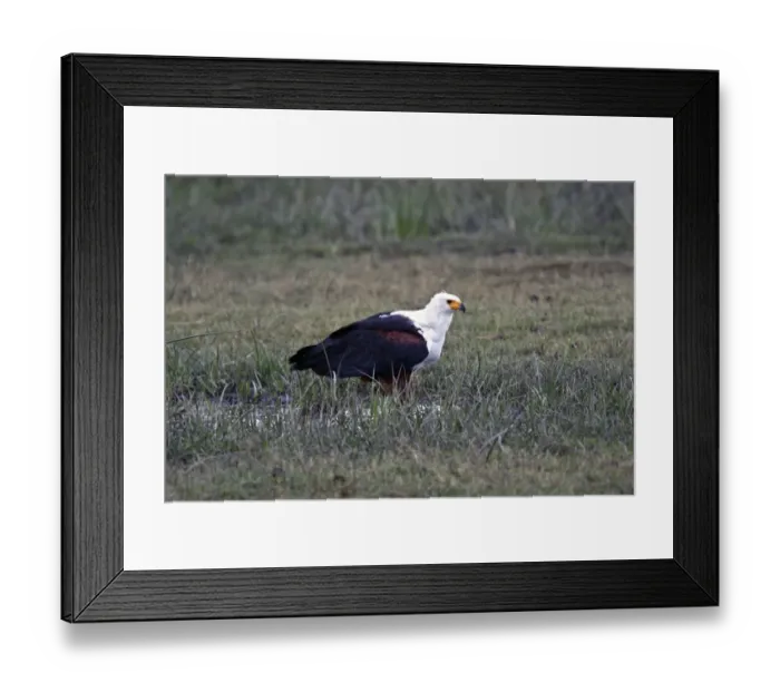 Framed Print : African Fish Eagle adult on ground - Botswana Framed Print : African Fish Eagle adult on ground - Botswana