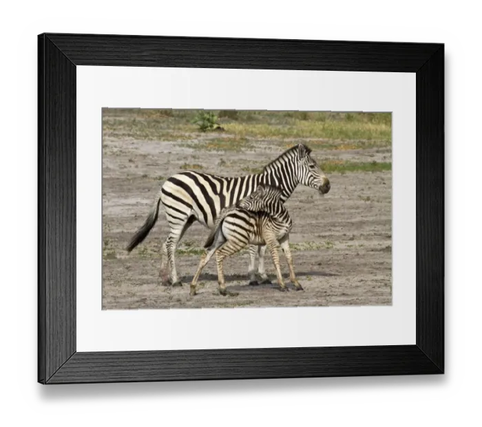 Framed Print : Burchells Zebra, female with foal