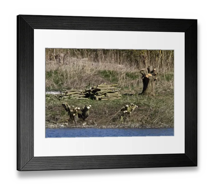 Framed Print : Willow coppicing is a traditional method of woodland management which takes advantage of the fact that many trees make