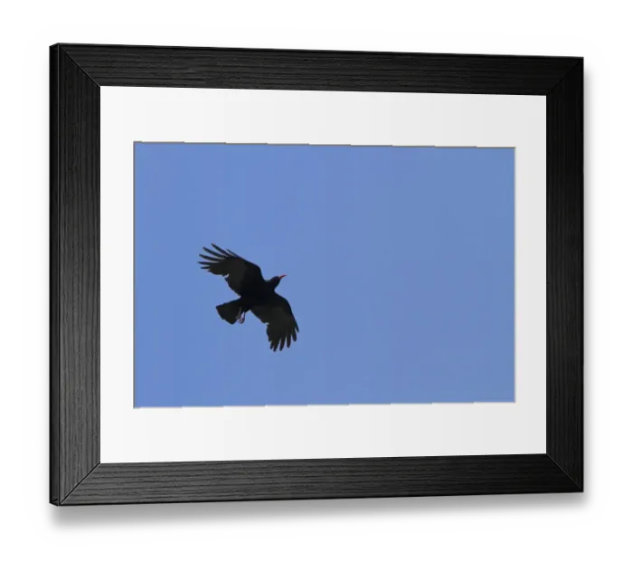 Framed Print : Common Coot (Fulica atra) adult, in flight, Norfolk, England, march Framed Print : Common Coot (Fulica atra) adult, in flight, Norfolk, England, march