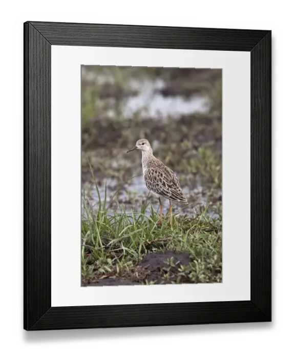 Framed Print : Ruff a winter visitor to southern africa. Taken in Botswana in the Okavango Delta