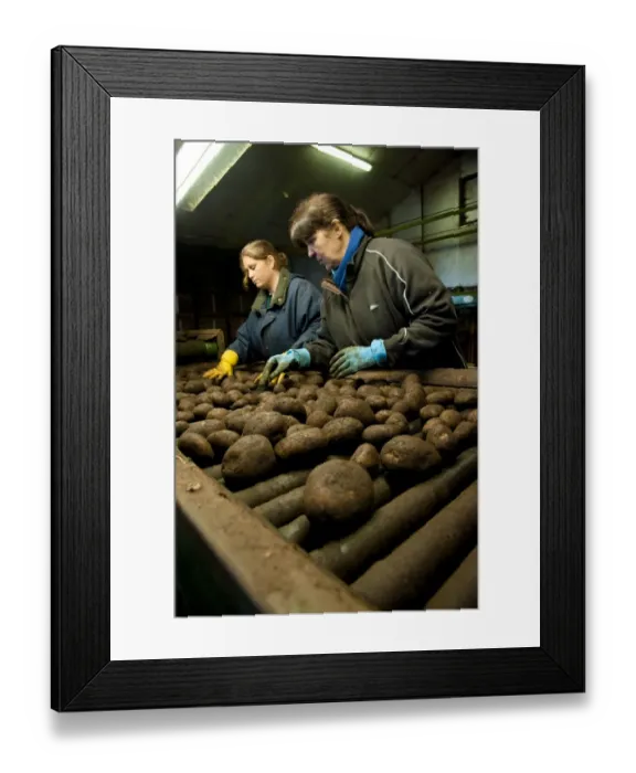 Framed Print : Potato (Solanum tuberosum) crop, workers sorting harvested tubers, Ormskirk, Lancashire, England, march Framed Print : Potato (Solanum tuberosum) crop, workers sorting harvested tubers, Ormskirk, Lancashire, England, march