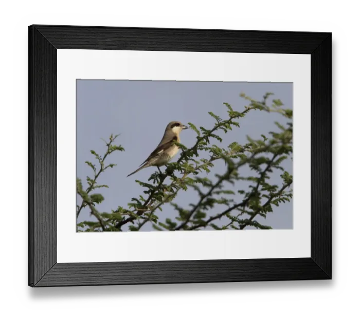 Framed Print : first winter Lesser grey Shrike - Lanius minor Framed Print : first winter Lesser grey Shrike - Lanius minor
