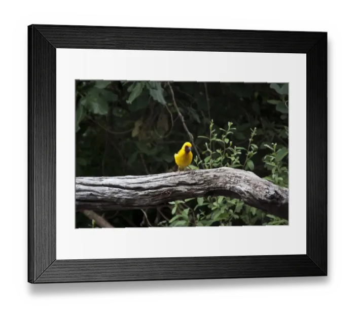 Framed Print : Male Southern Brown throated Weaver Ploceus xanthopterus Framed Print : Male Southern Brown throated Weaver Ploceus xanthopterus