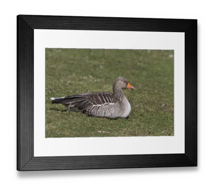 Framed Print : Resting Greylag Goose at Lackford Lakes Nature Reserve Suffolk