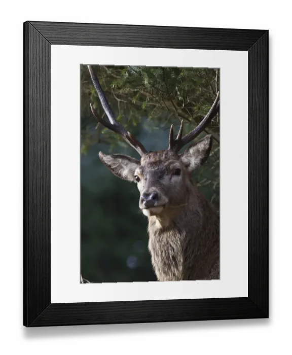 Framed Print : Red Deer stag Framed Print : Red Deer stag