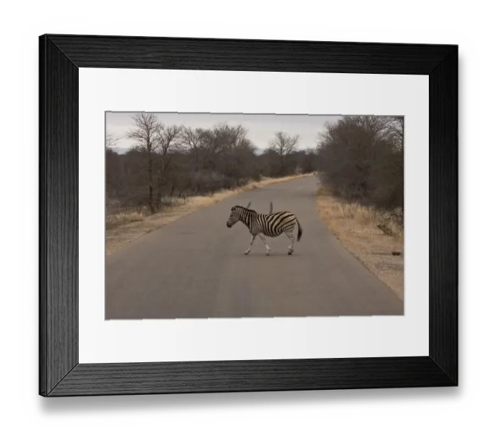 Framed Print : Burchells Zebra crossing a road in Kruger National Park South Africa Framed Print : Burchells Zebra crossing a road in Kruger National Park South Africa