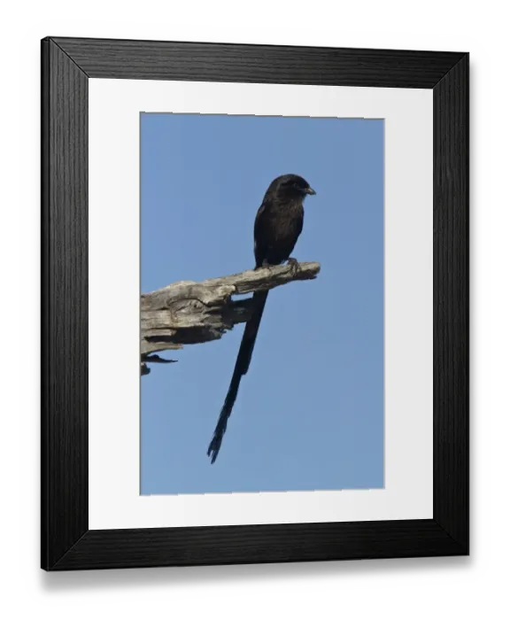 Framed Print : Magpie Shrike sometimes known as Long Tailed Shrike - Botswana Framed Print : Magpie Shrike sometimes known as Long Tailed Shrike - Botswana