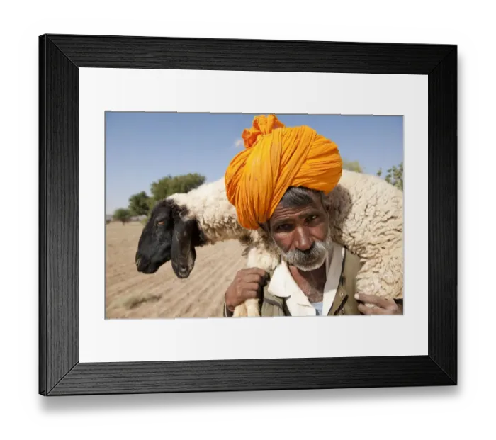 Framed Print : Bishnoi shepherd, close-up of head, carrying sheep on shoulders, Thar Desert, Rajasthan, India Framed Print : Bishnoi shepherd, close-up of head, carrying sheep on shoulders, Thar Desert, Rajasthan, India