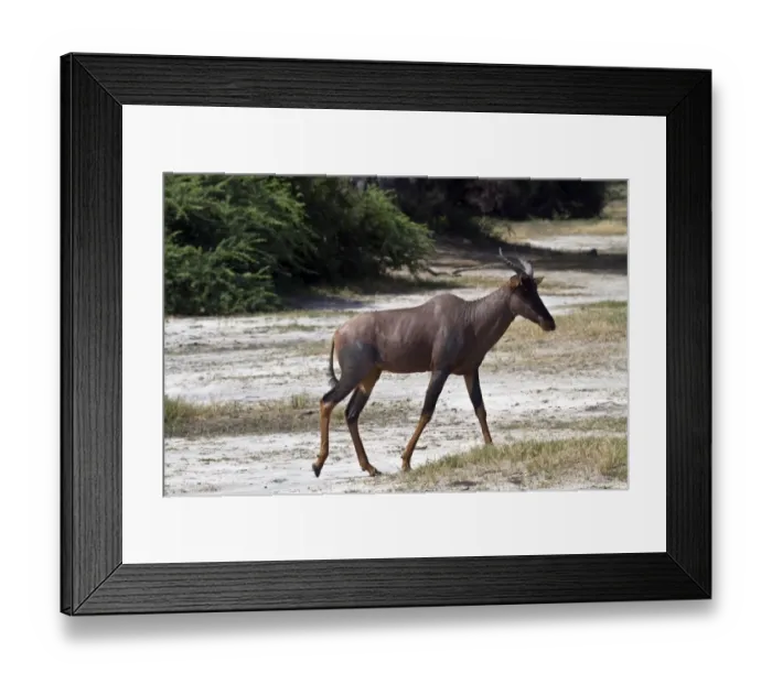 Framed Print : Tsessebe female with calf - Botswana. Tesessebe are diurnal and gregarious anilals Framed Print : Tsessebe female with calf - Botswana. Tesessebe are diurnal and gregarious anilals