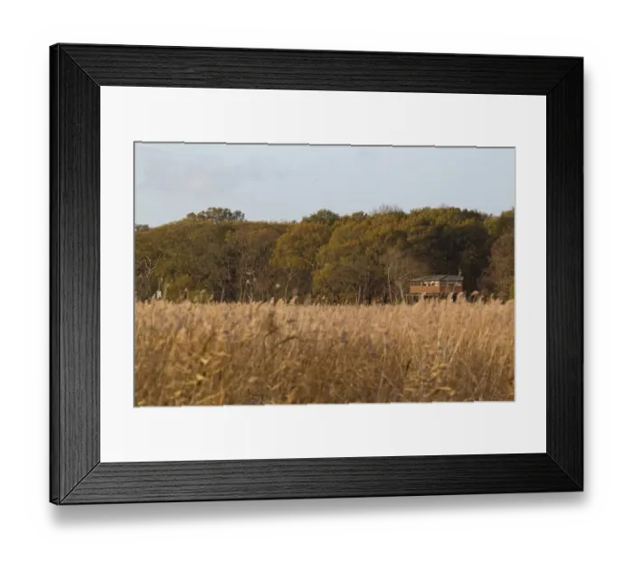 Framed Print : View across reedbed towards Bittern Hide, Minsmere RSPB Reserve, Suffolk, England, november Framed Print : View across reedbed towards Bittern Hide, Minsmere RSPB Reserve, Suffolk, England, november