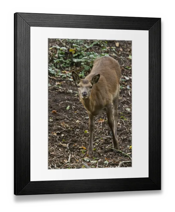 Framed Print : European Red Deer hind, Cervus elaphus taken a RSPB Minsmere Suffolk Framed Print : European Red Deer hind, Cervus elaphus taken a RSPB Minsmere Suffolk