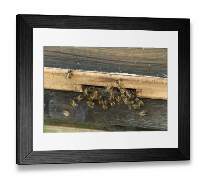 Framed Print : Western Honey Bees using entrance to hive Framed Print : Western Honey Bees using entrance to hive