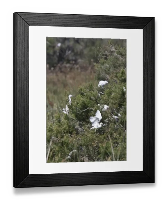 Framed Print : Little Egret rookery near the Valverde Centre, Coto Donana, Spain Framed Print : Little Egret rookery near the Valverde Centre, Coto Donana, Spain