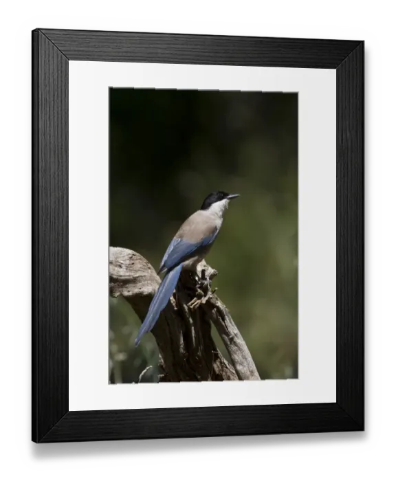 Framed Print : Azure winged Magpie - Extremadura, Spain Framed Print : Azure winged Magpie - Extremadura, Spain