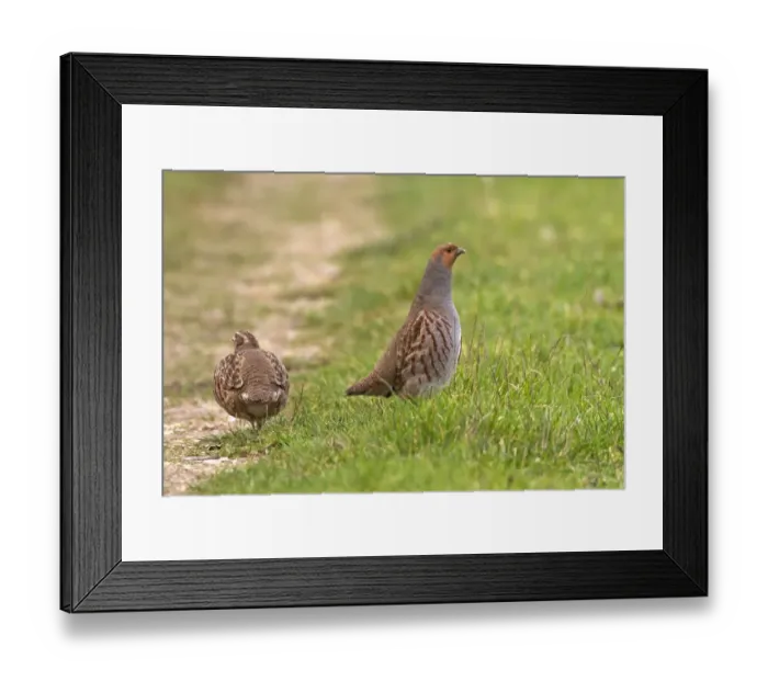 Framed Print : Adult male Grey Partridge standing tall watching overcrouching female by grass cover - North Norfolk Framed Print : Adult male Grey Partridge standing tall watching overcrouching female by grass cover - North Norfolk