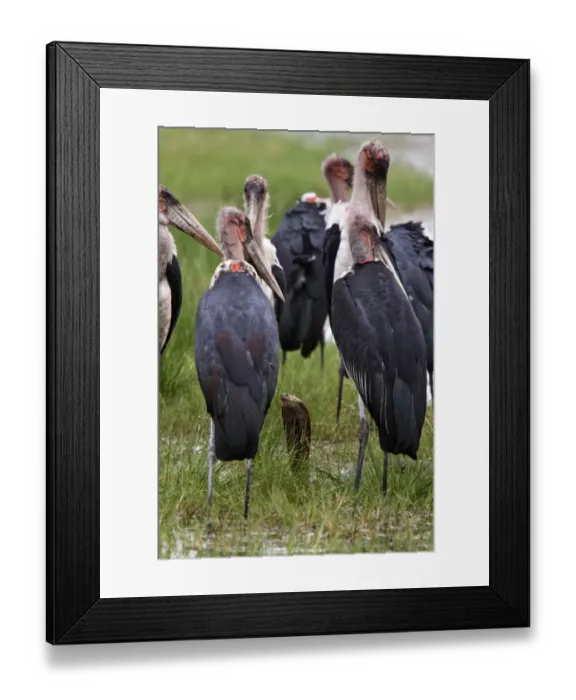 Framed Print : Marabou Storks surround a Mozambique Spitting Cobra