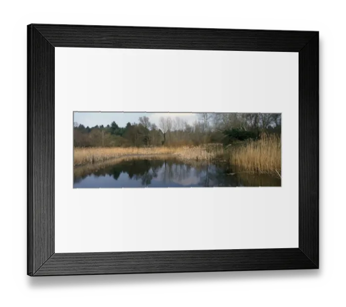 Framed Print : Reserves Pond habitat with reed edge at Lackford Lakes, Suffolk Framed Print : Reserves Pond habitat with reed edge at Lackford Lakes, Suffolk