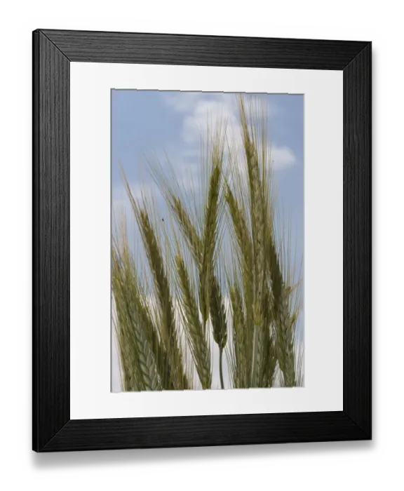 Framed Print : Rye (Secale cereale) crop, close-up of ripening ears, Lincolnshire, England, june Framed Print : Rye (Secale cereale) crop, close-up of ripening ears, Lincolnshire, England, june