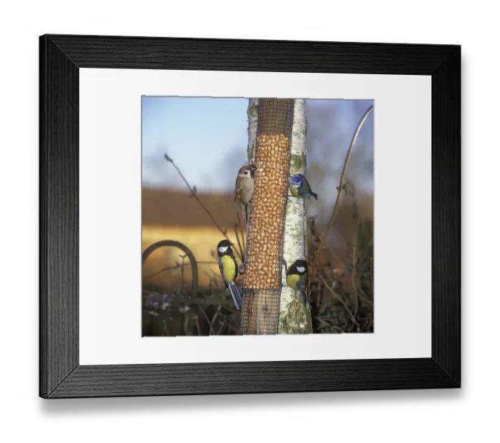 Framed Print : Great Tit (Parus major), Blue Tit (Parus caeruleus) and Tree Sparrow (Passer montanus) adult Framed Print : Great Tit (Parus major), Blue Tit (Parus caeruleus) and Tree Sparrow (Passer montanus) adult