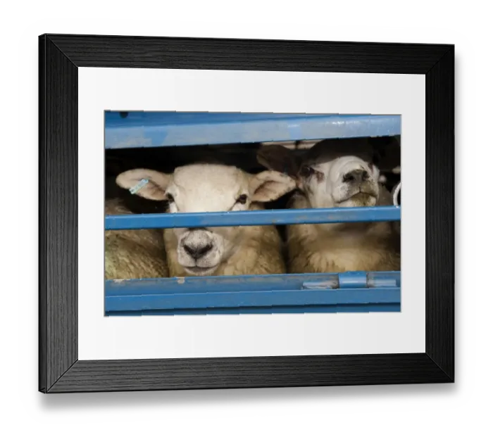 Framed Print : Sheep farming, sheep flock in wagon at market, Welshpool auction mart, Welshpool, Powys, Wales, august Framed Print : Sheep farming, sheep flock in wagon at market, Welshpool auction mart, Welshpool, Powys, Wales, august