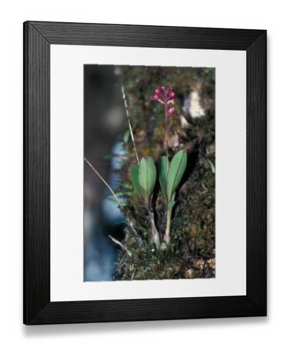 Framed Print : Orchid from Mehe the Seychelles - Angraecum maheense Framed Print : Orchid from Mehe the Seychelles - Angraecum maheense